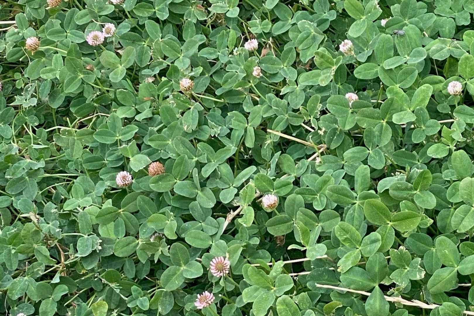 Additional image 6 of 394 Coombe Road, Tintinara SA 5266