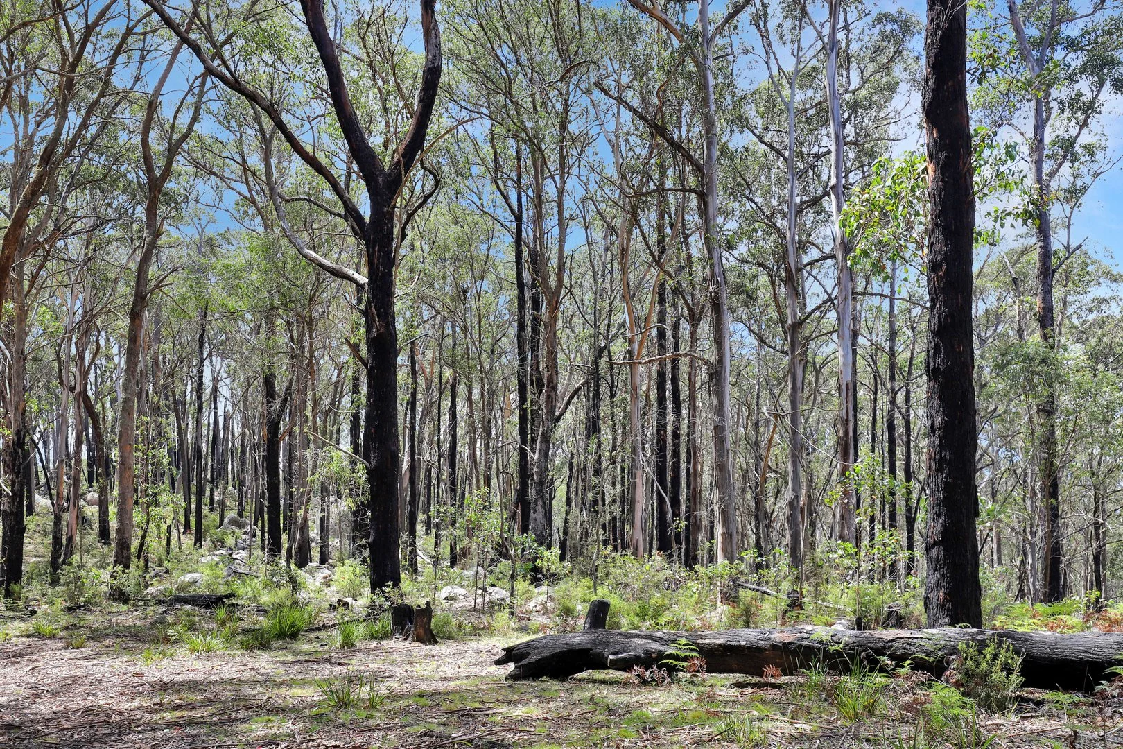 Additional image 11 of Lot 51 Tantawangalo Mountain Road, Cathcart NSW 2632