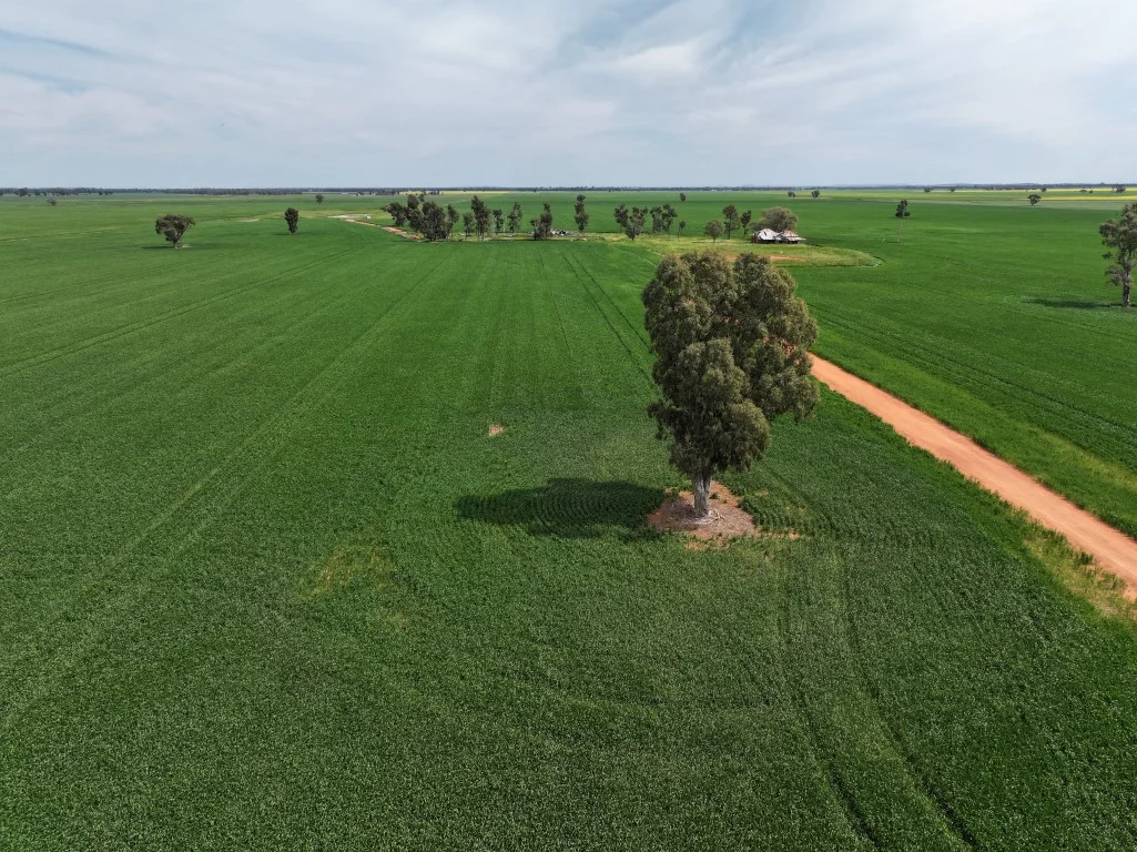 Additional image 19 of 849 Brushwood North Rd, Coolamon NSW 2701