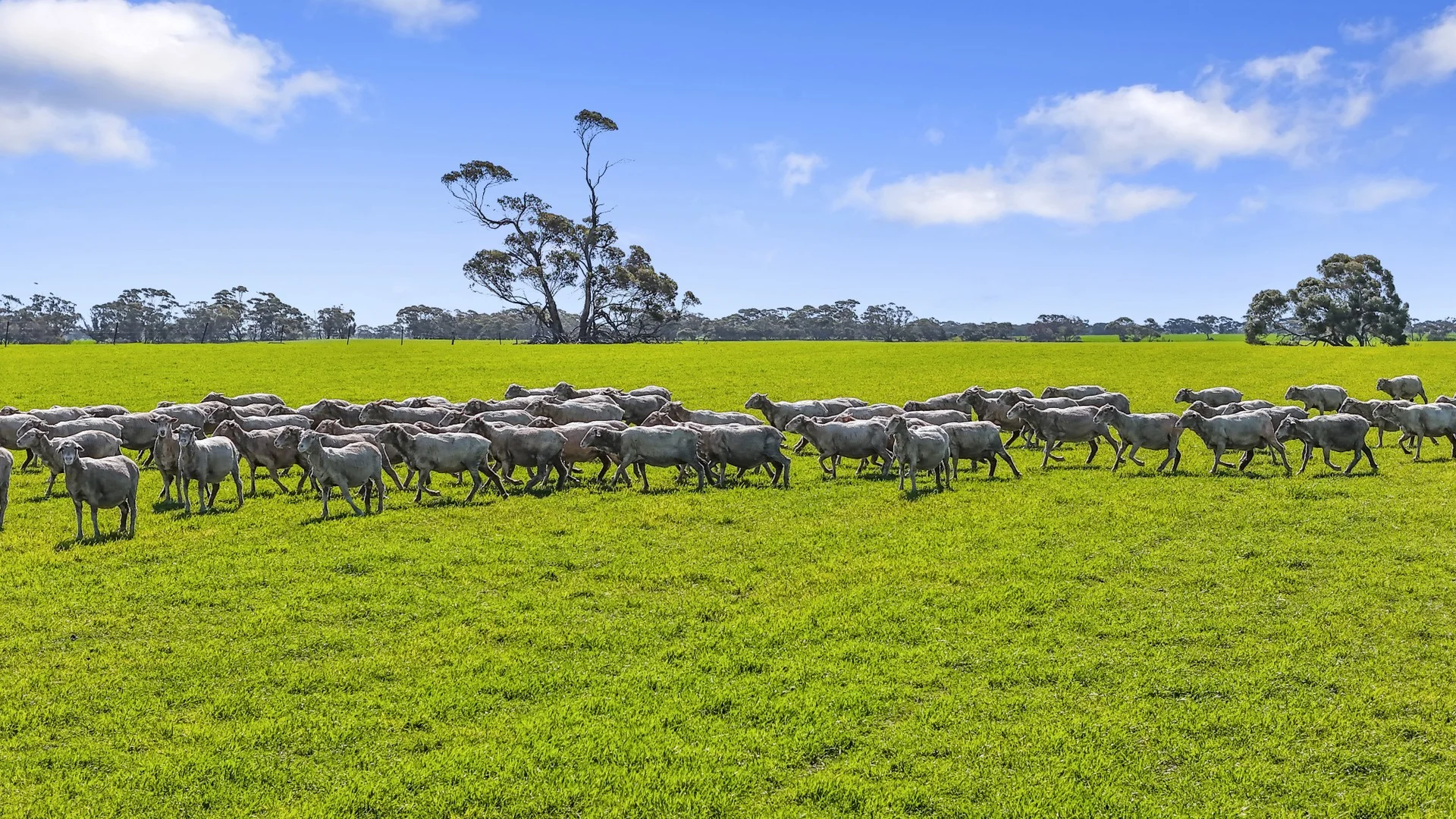 378 Jones Road, Yumali SA 5261