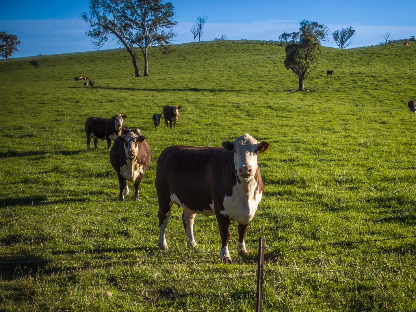 Additional image 23 of 338 Fishington Road, Wongwibinda NSW 2350