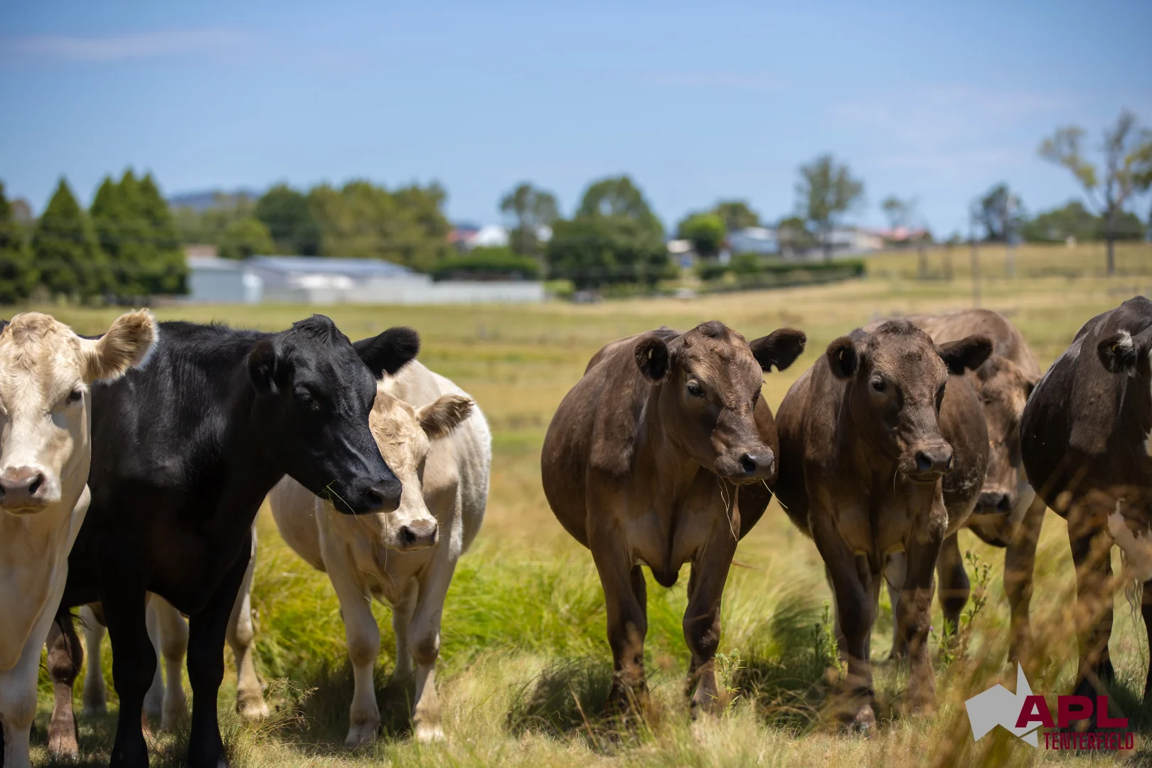 Additional image 11 of 210 Pelham Street, Tenterfield NSW 2372