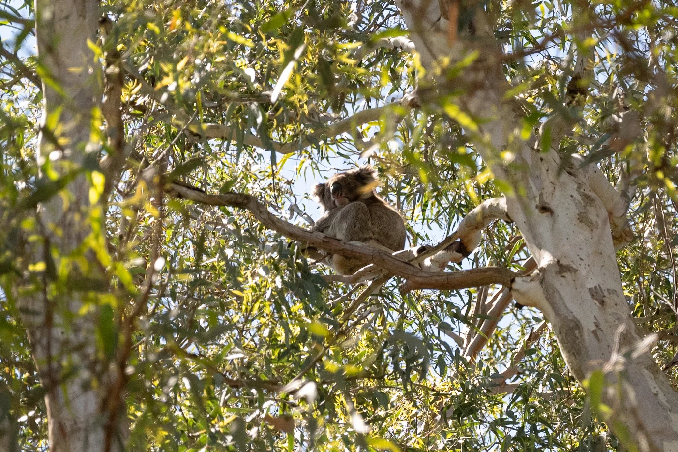 Additional image 30 of 429 Ackland Hill Road, Coromandel East SA 5157