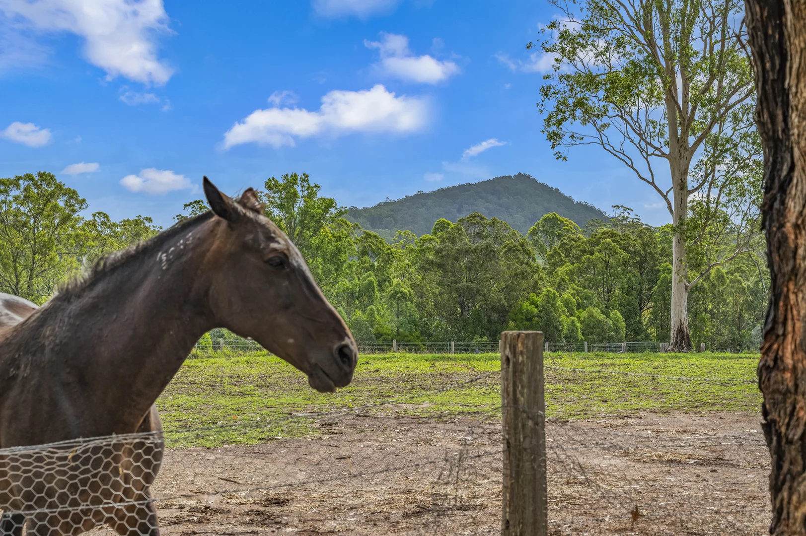 Additional image 4 of 80 Dargavilles Road, Nabiac NSW 2312