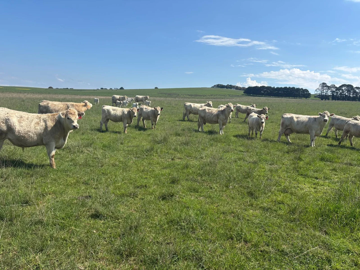 Additional image 18 of 1017 Old Lachlan Road, Barry NSW 2799