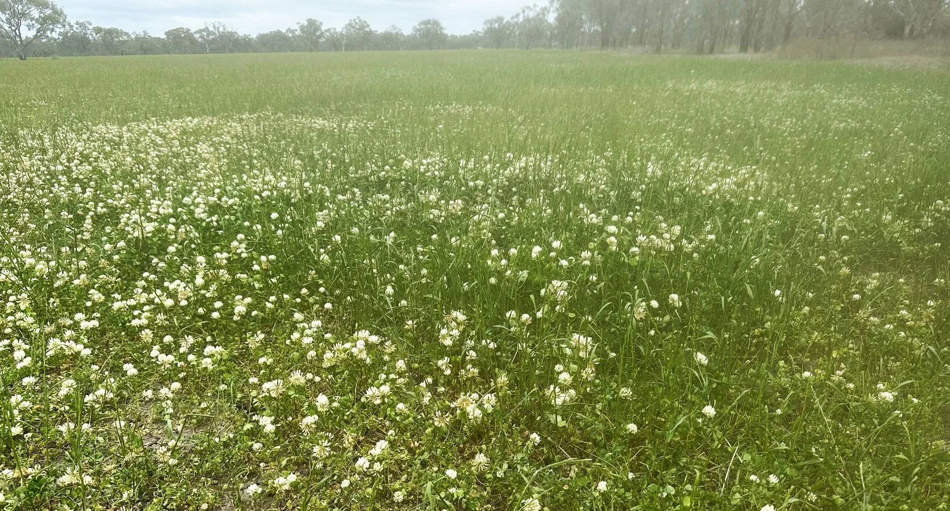 Additional image 3 of 94 Gullifers Road, Forbes NSW 2871