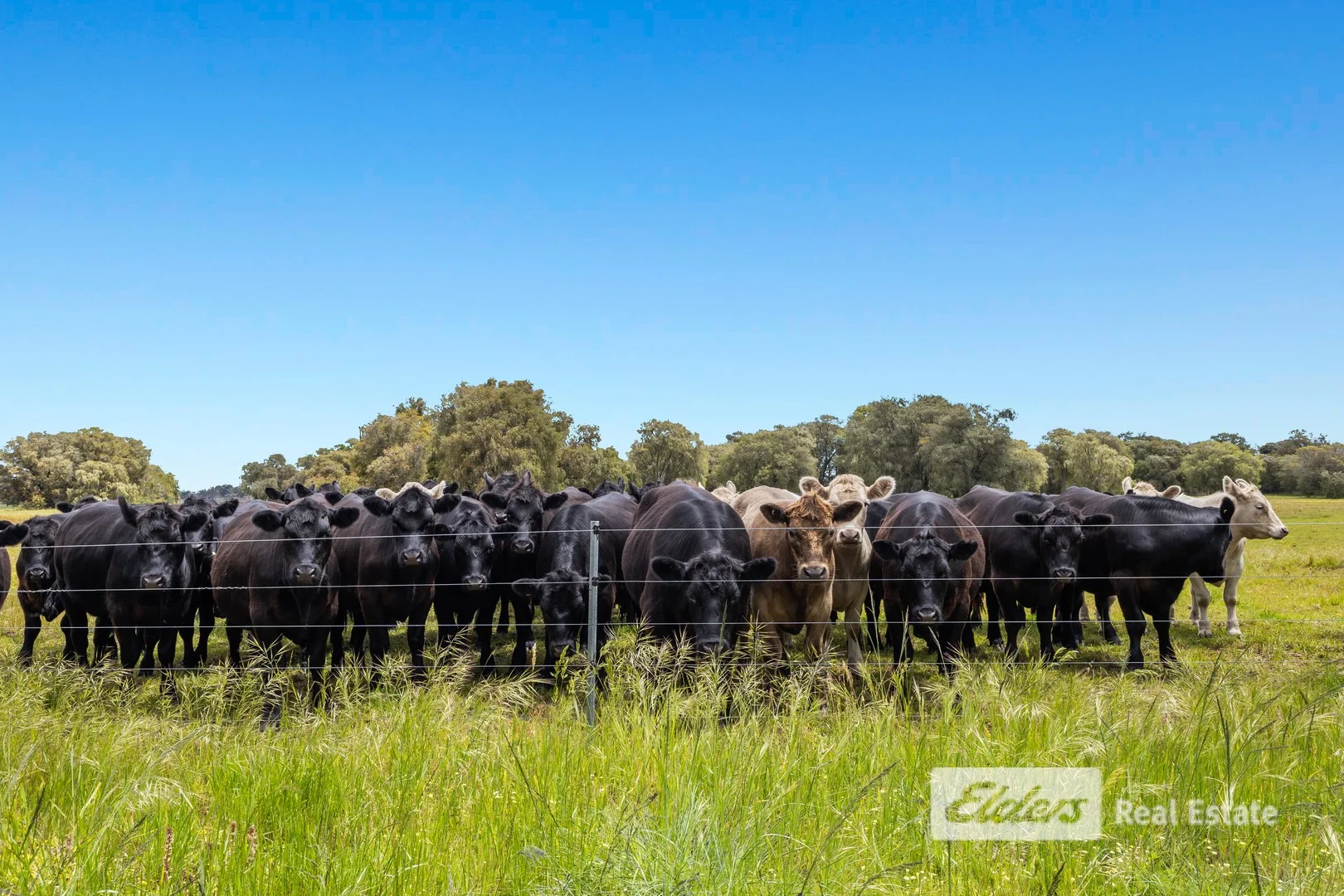 Additional image 3 of 384 Gavins Road, Capel WA 6271