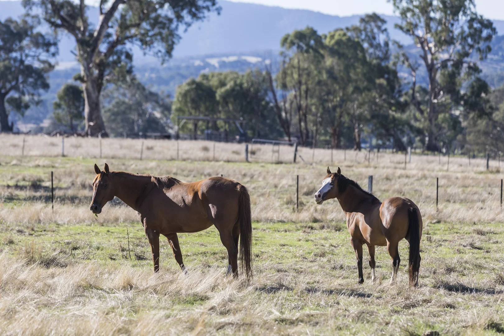 Additional image 18 of 445 Old Tolmie Road, Barwite VIC 3722