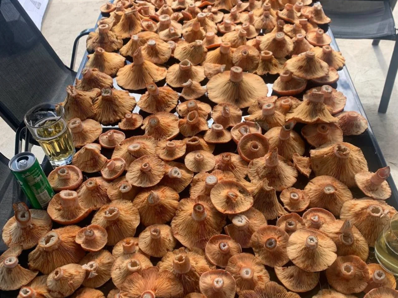 Additional image 11 of Tomboye NSW 2622