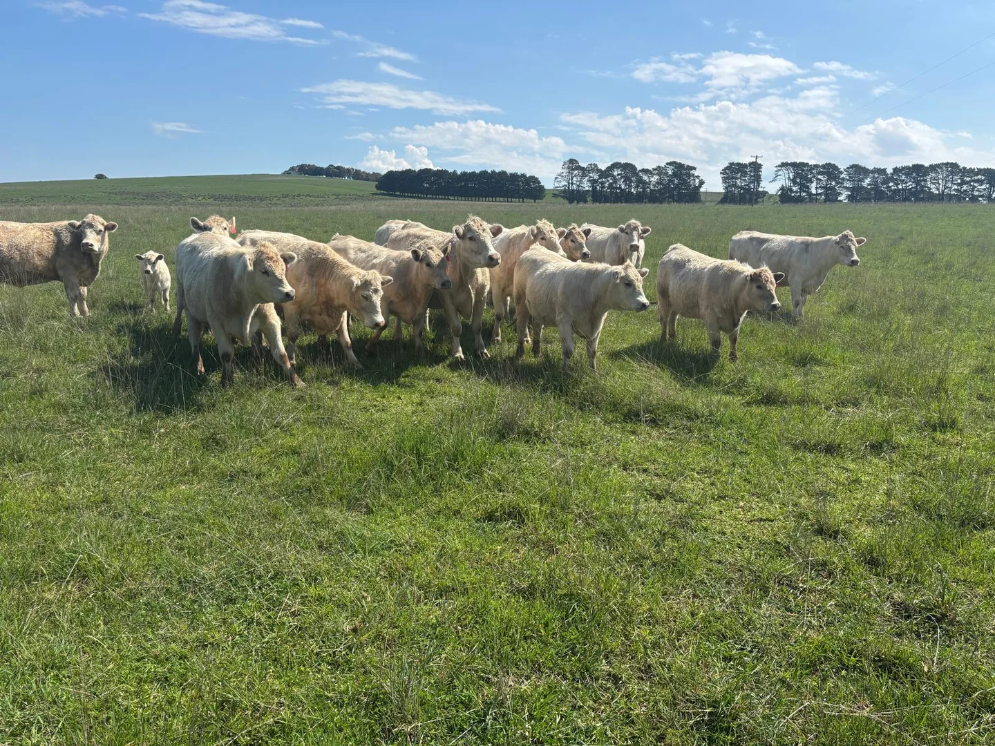 Additional image 19 of 1017 Old Lachlan Road, Barry NSW 2799