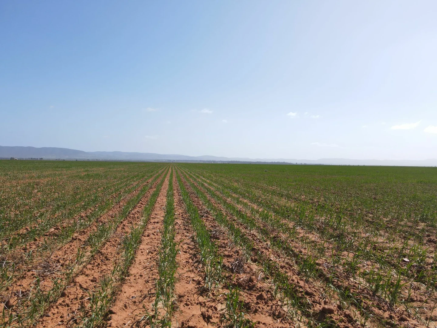 Additional image 3 of 'Daly's' Collins Road, Willowie SA 5431