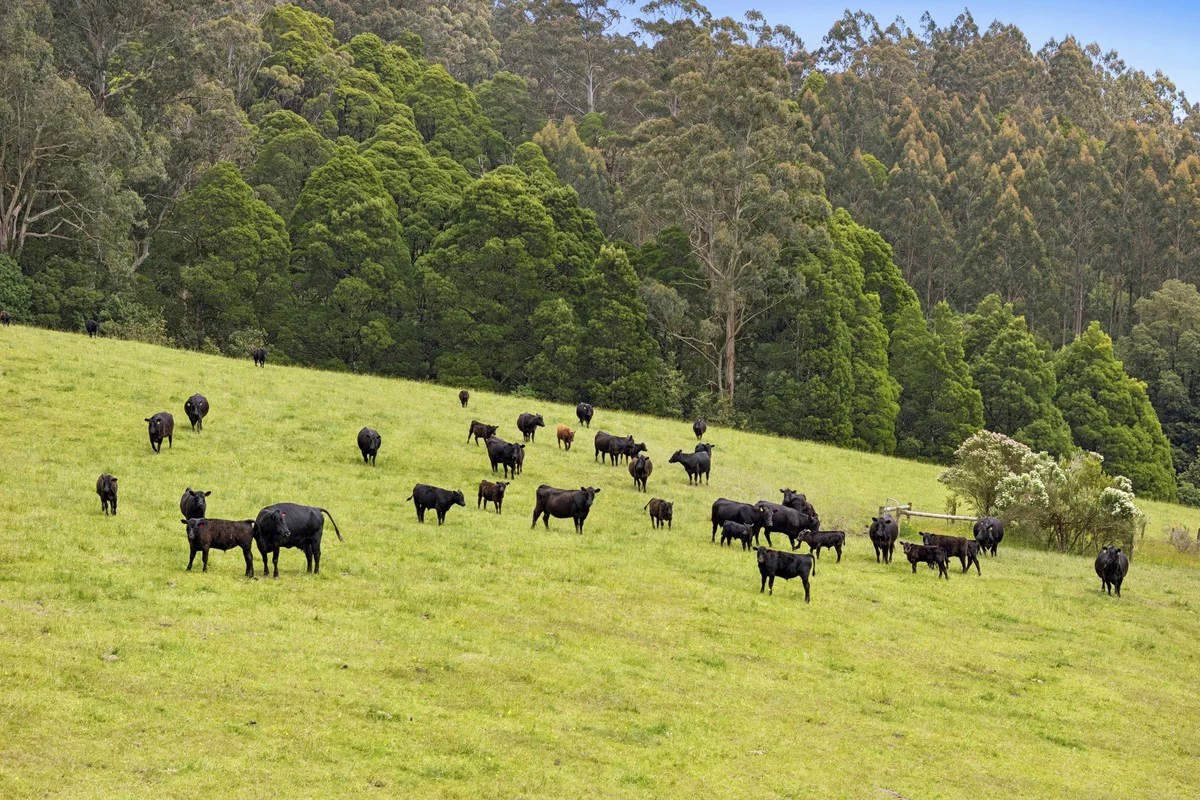 Additional image 31 of 4230 Colac-Lavers Hill Road, Weeaproinah VIC 3237