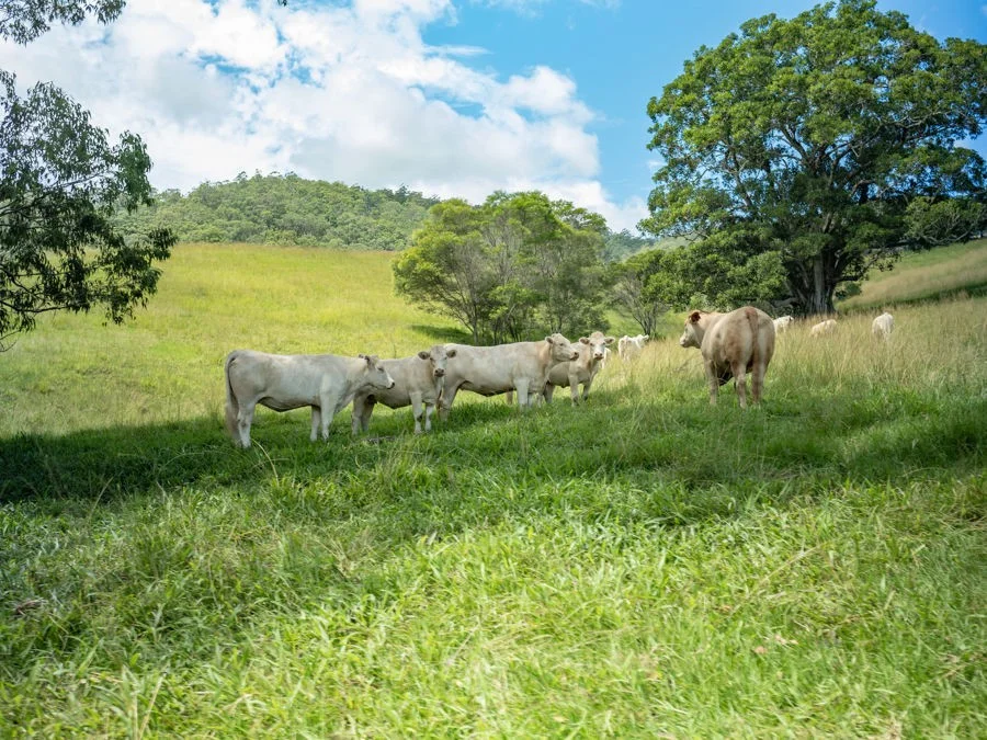 Additional image 4 of 75 Colemans Rd, Valla NSW 2448