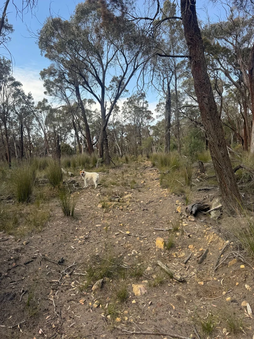 Additional image 8 of 274 Willow Glen Road, Lower Boro NSW 2580