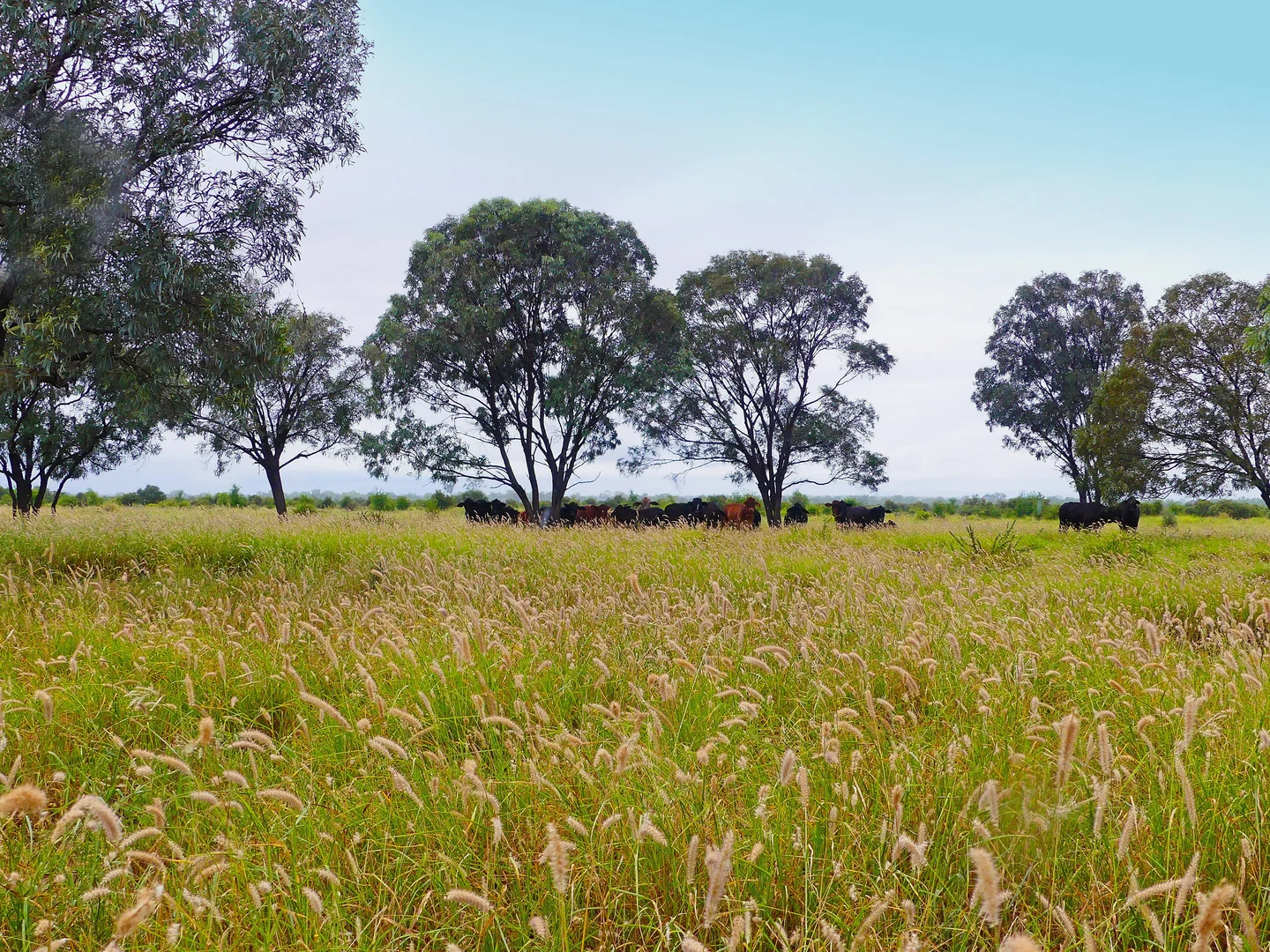 Additional image 13 of "Wavering Downs" 1467 Pasha Rd, Pasha QLD 4721