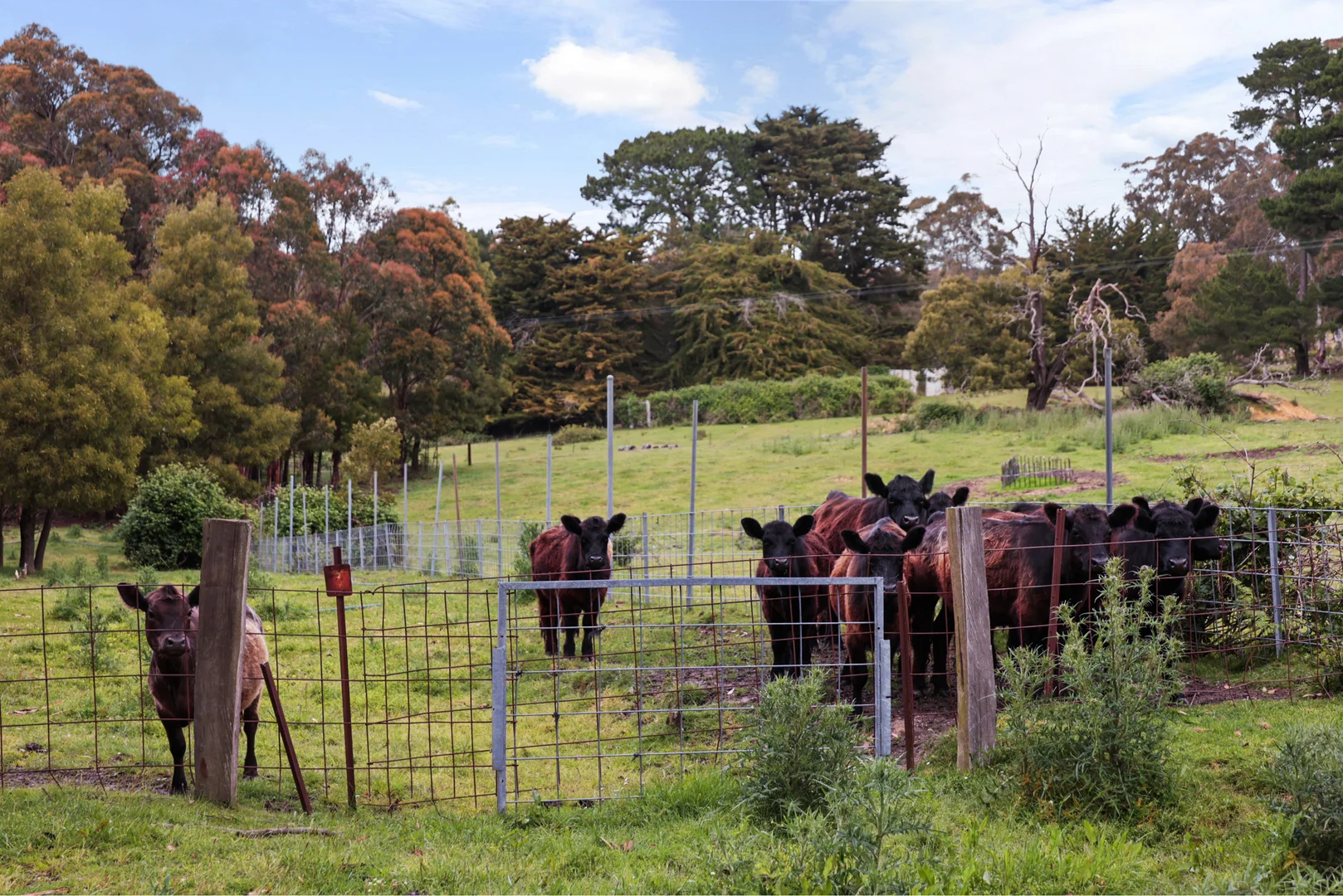 Additional image 14 of 135 Boldiston Road, Woodend VIC 3442