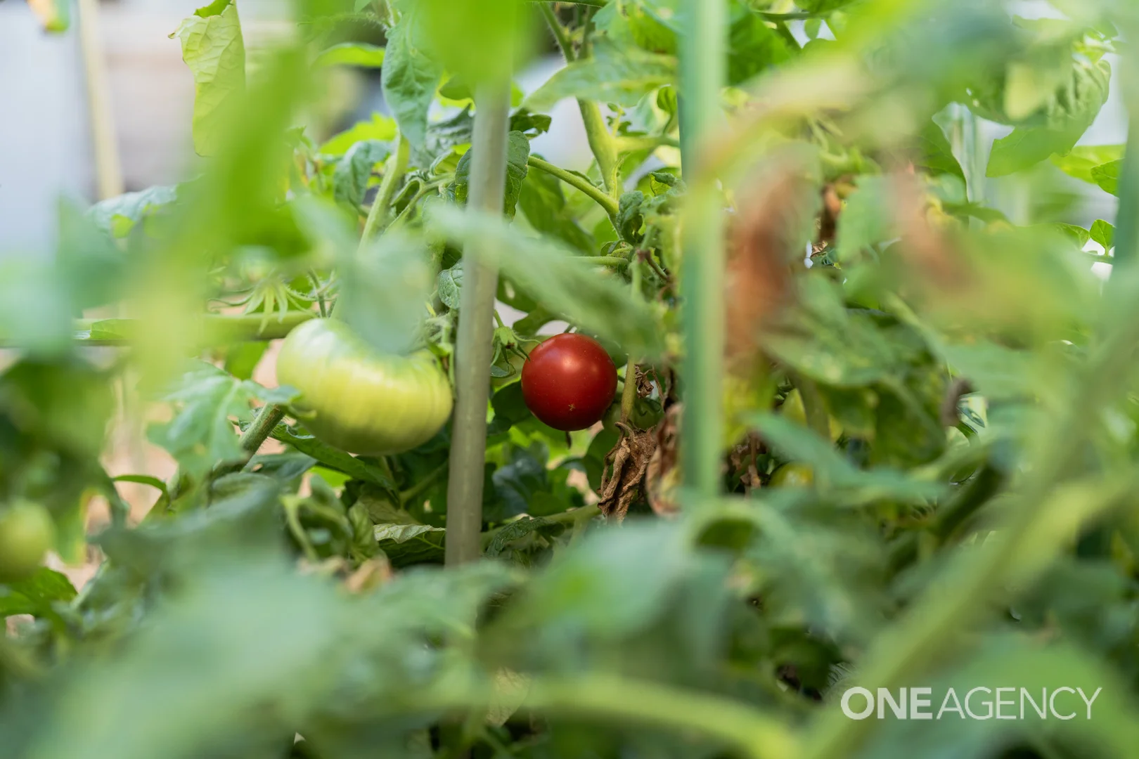 Additional image 28 of 24 Ashburner Street, Devonport TAS 7310