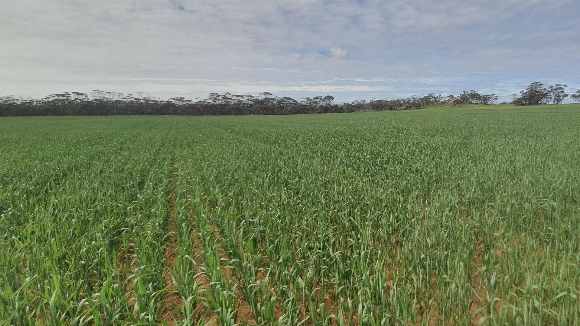 Additional image 2 of 1719 New Well Centre Road, New Well SA 5357