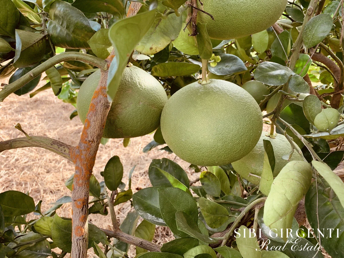 Additional image 9 of 1611 Mareeba-Dimbulah, Arriga QLD 4880