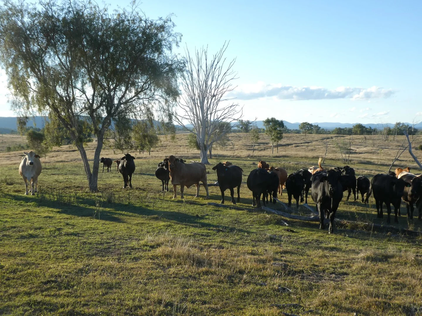 Additional image 11 of Lot 24 Gayndah Mount Perry Road, Mount Steadman QLD 4625