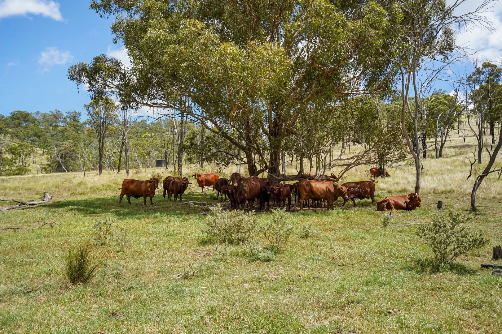 Additional image 6 of "PARADISE" 256 Paradise Road, Mount Sylvia QLD 4343