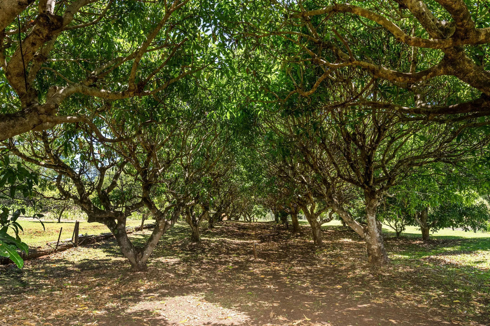 Additional image 36 of 711 Mountain Top Road, Nimbin NSW 2480