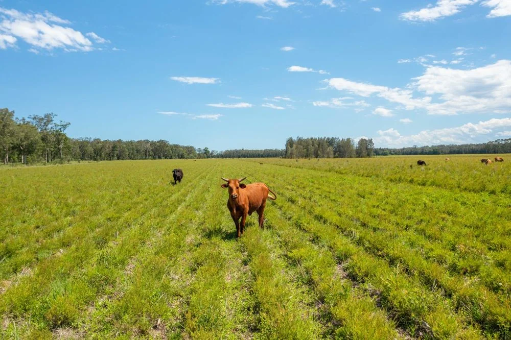 1205 Maria River Road, Limeburners Creek NSW 2444