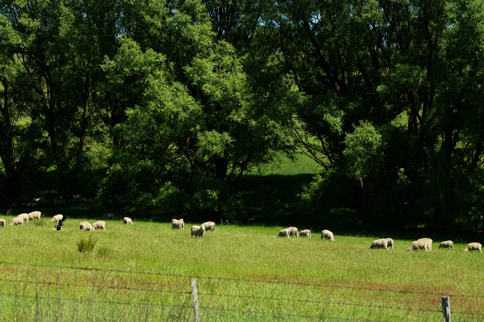 Additional image 6 of 21 Bolong Road, Golspie NSW 2580