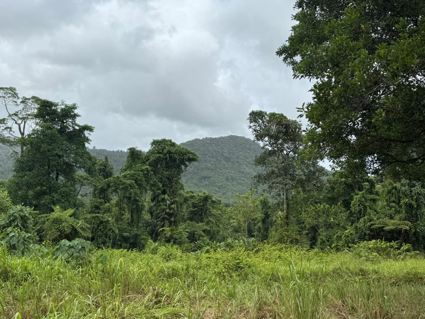 Additional image 14 of Lot 299 Bruce Highway, Friday Pocket QLD 4855