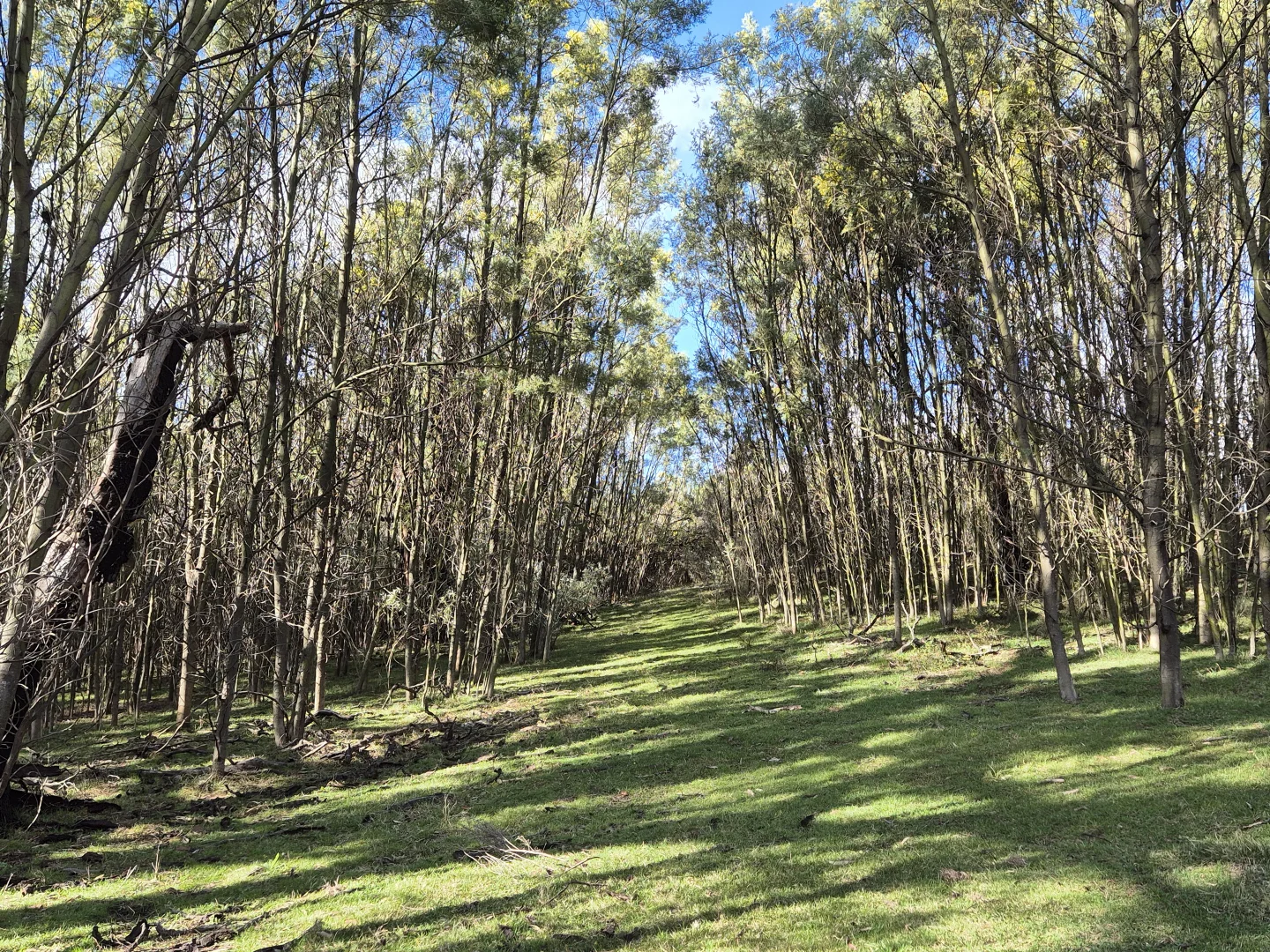 Additional image 14 of 243 Jacquet Road, Braidwood NSW 2622