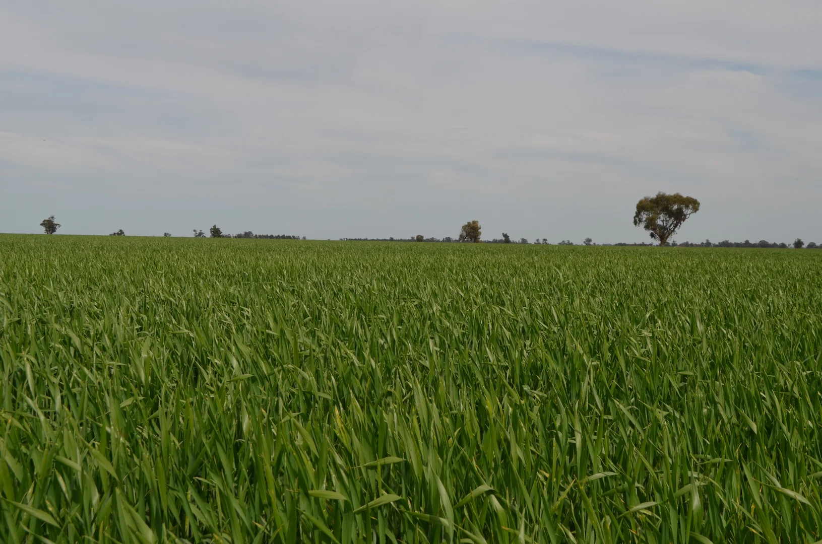 Additional image 21 of 849 Brushwood North Rd, Coolamon NSW 2701