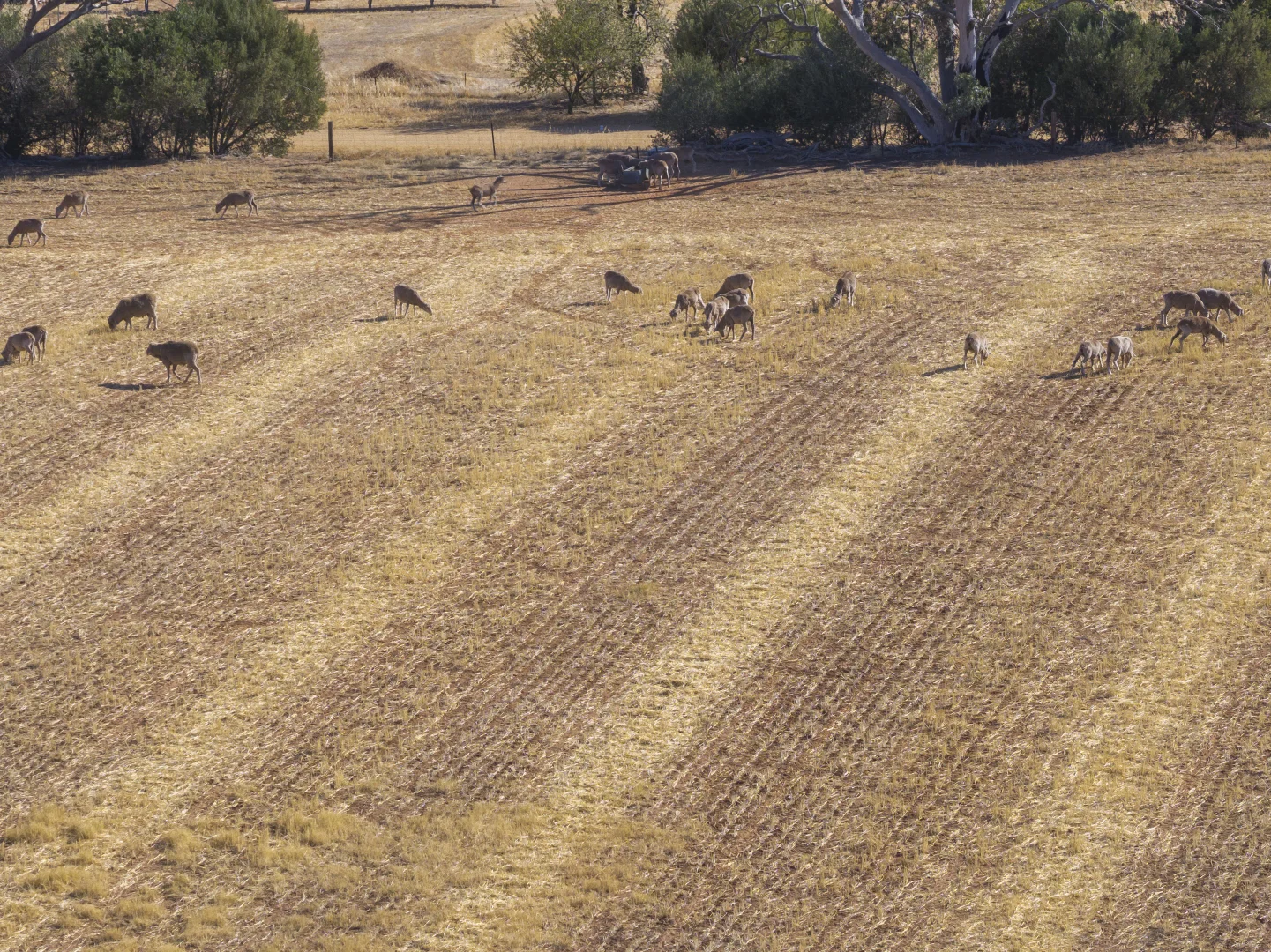 Additional image 20 of 'Leske Farm' Thiele Highway, Freeling SA 5372