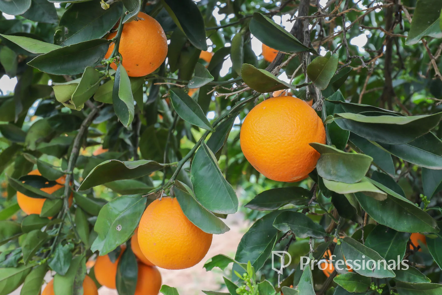 45 Regent Drive, Colignan VIC 3494