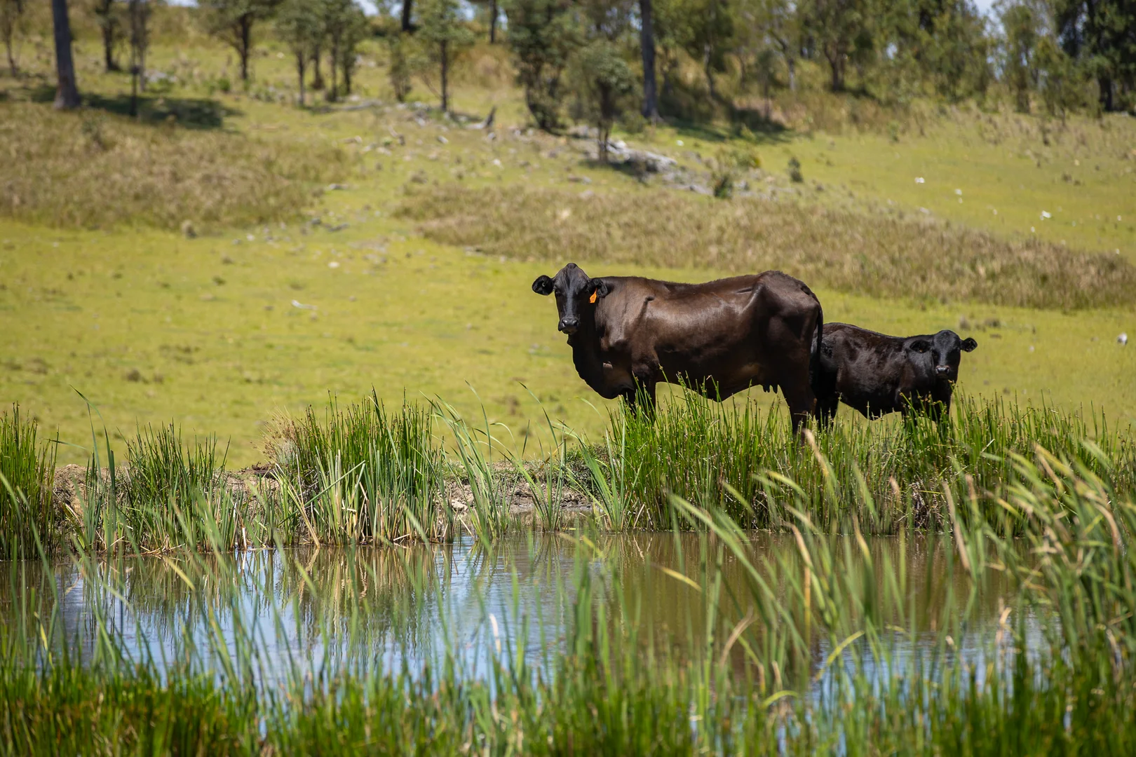 Additional image 13 of "Glen Bluff" 222 Riverview Road, Wards Mistake NSW 2350