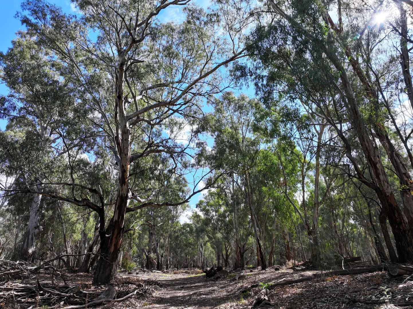 Additional image 5 of Box's Island Via Renmark Road, Wentworth NSW 2648