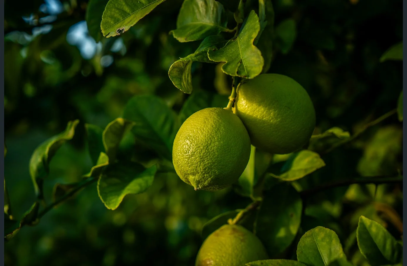 Additional image 7 of 85 Schincariol Road, Dimbulah QLD 4872