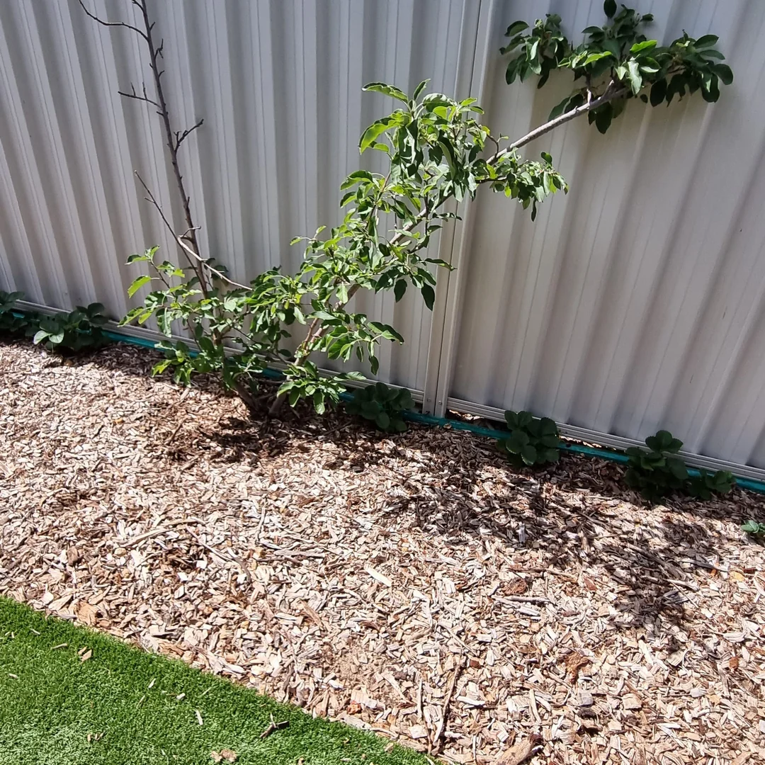 Additional image 20 of 6 Sheoak Ct, Boddington WA 6390