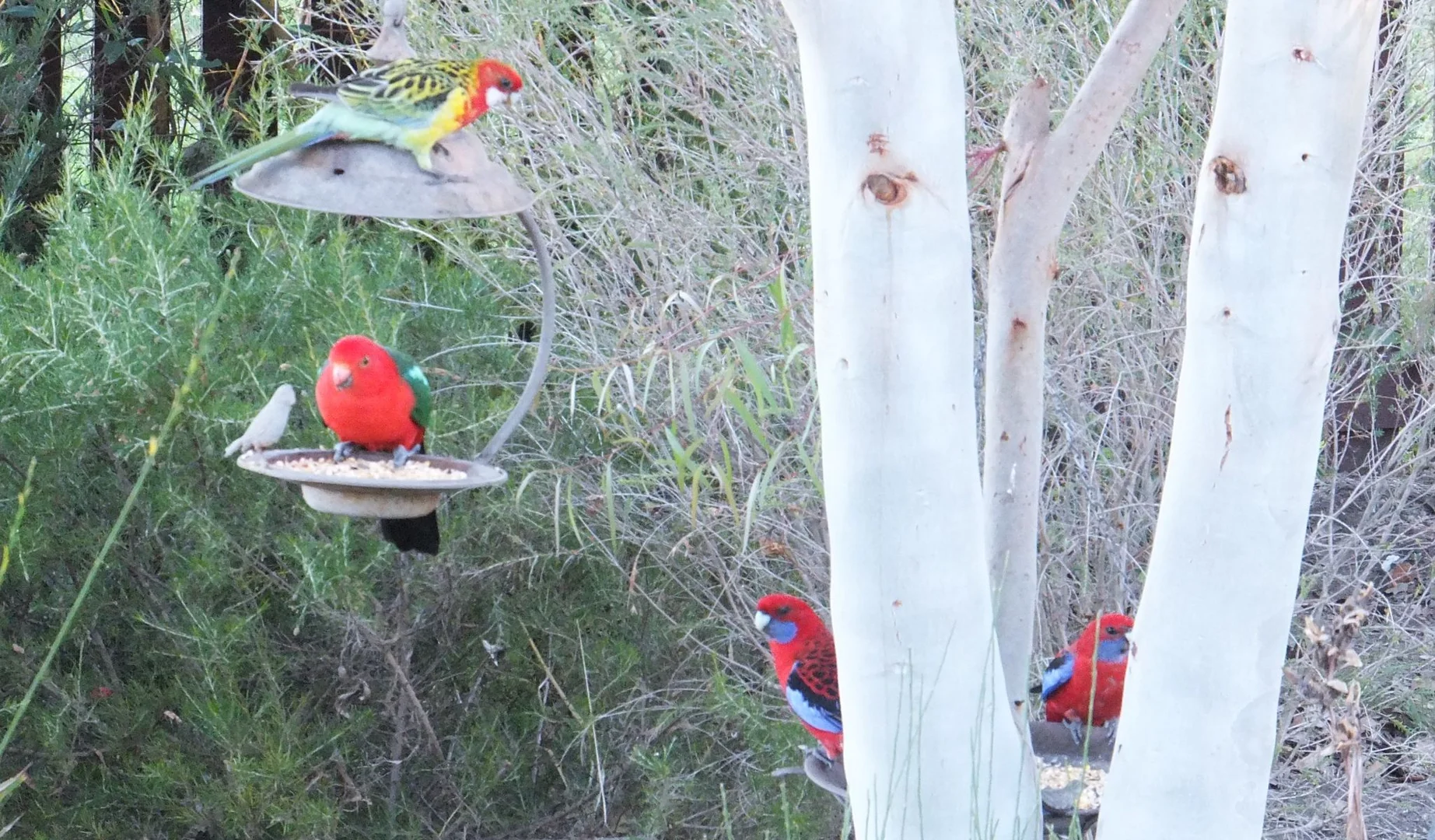 Additional image 30 of 4 Laird Street, Tenterfield NSW 2372