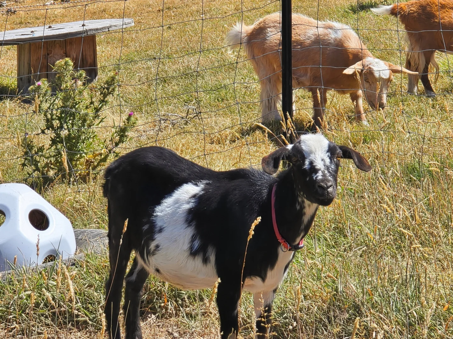 Additional image 25 of 5 Hellessey Road, Collinsvale TAS 7012