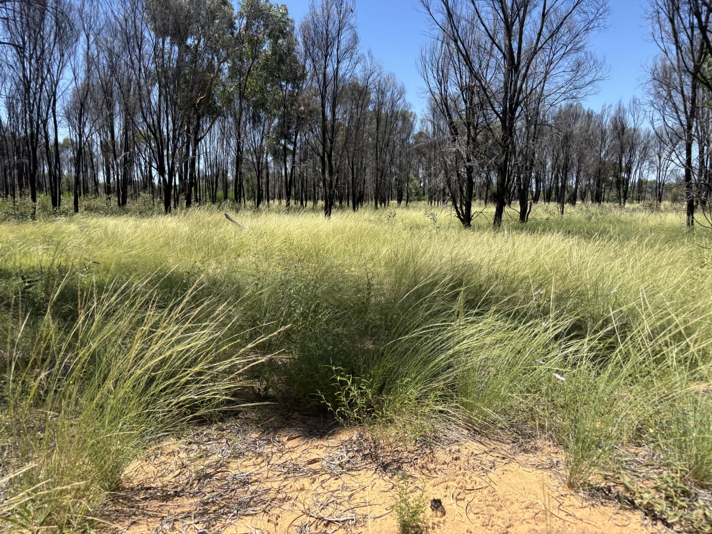Additional image 11 of Lot 12 Capricorn Highway, Jericho QLD 4728
