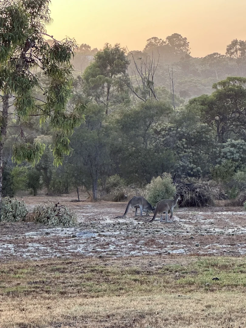 Additional image 20 of 68 Kangaroo Way, Nilgen WA 6044