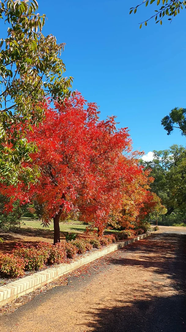 Additional image 26 of 77 Timor Road, Coonabarabran NSW 2357