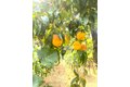 Additional image 80 of 22801 Hidden Ranch Rd, Auburn, CA, 95602