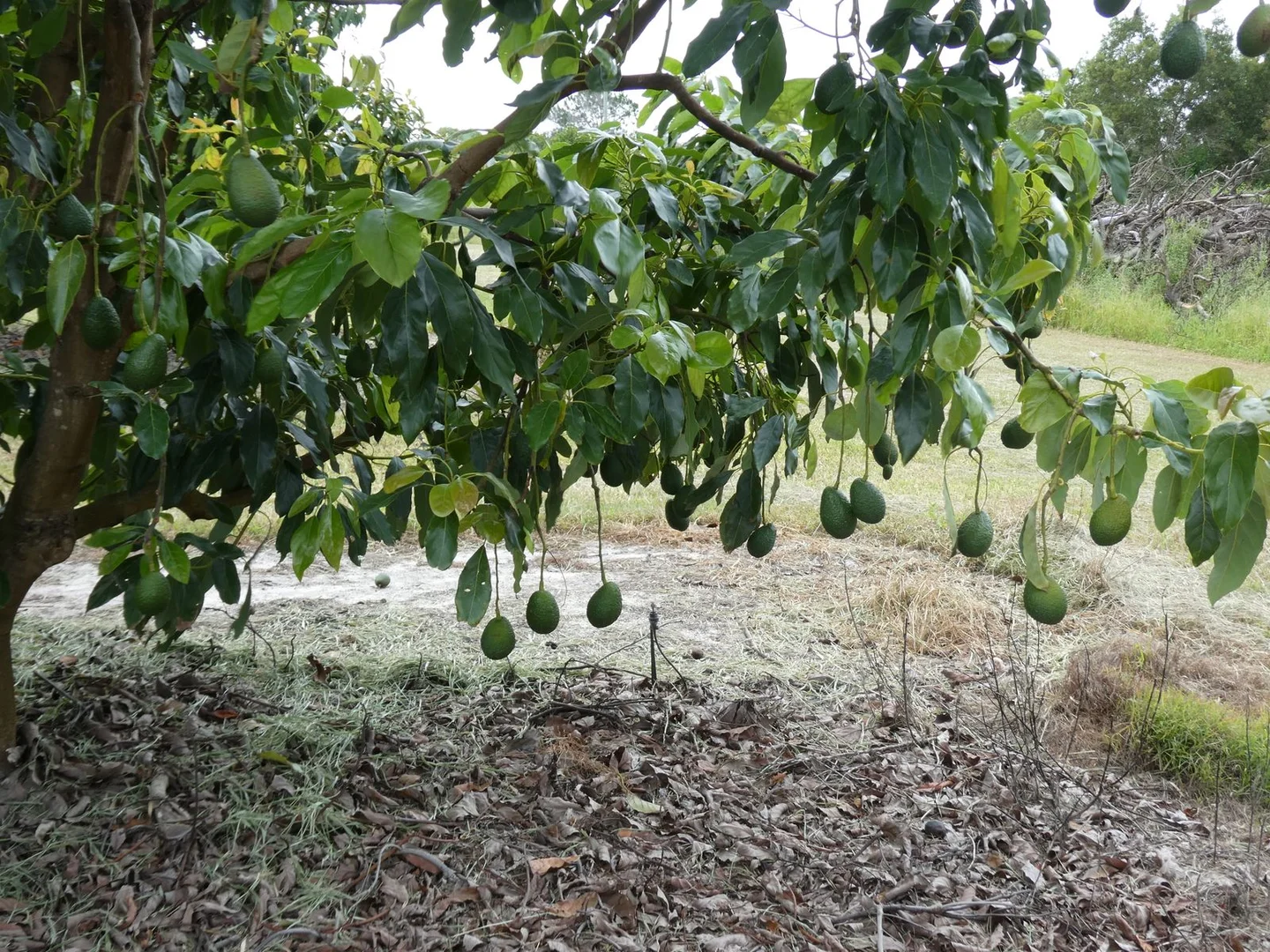 Additional image 14 of 154 Foleys Road, North Gregory QLD 4660