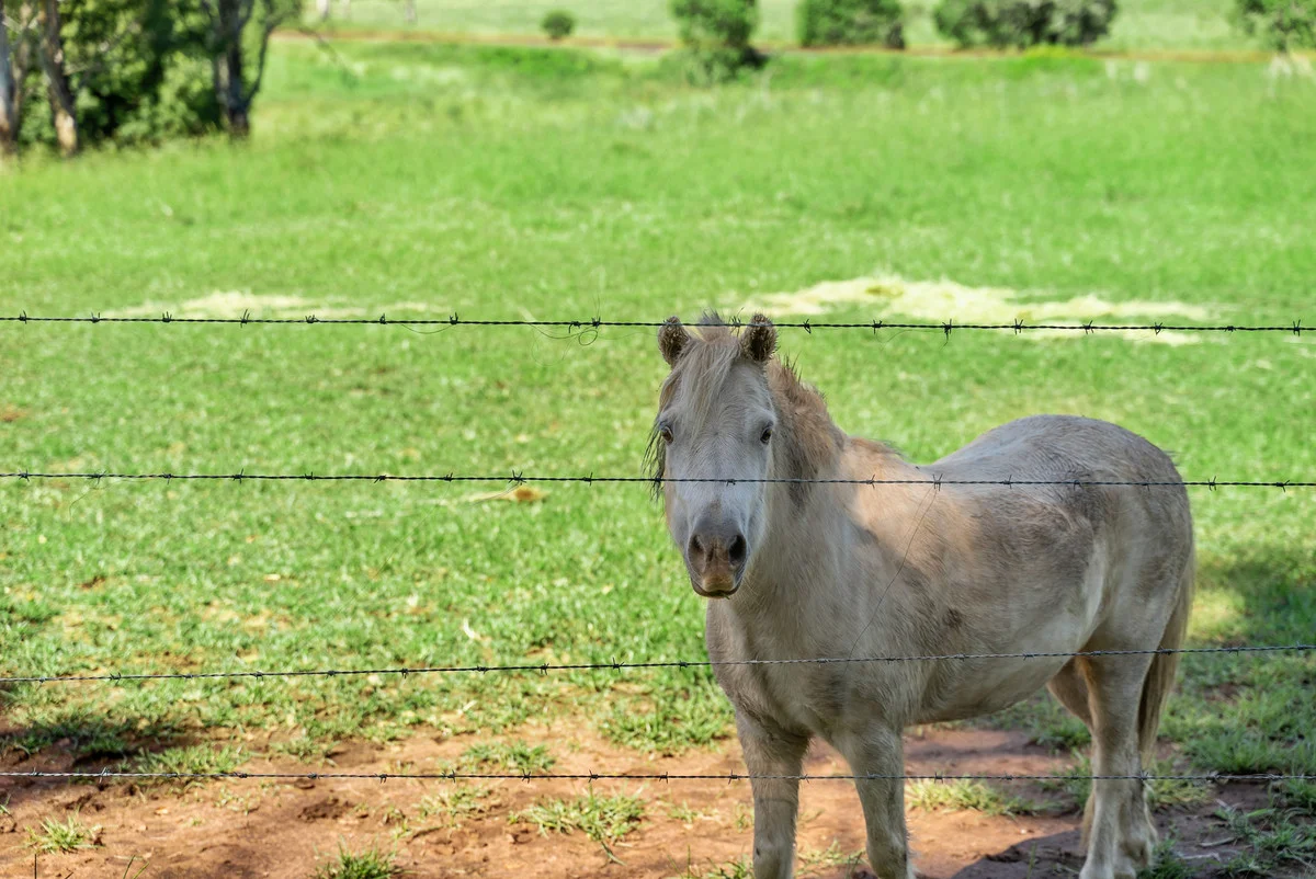 Additional image 27 of 13150 Summerland Way, Kyogle NSW 2474