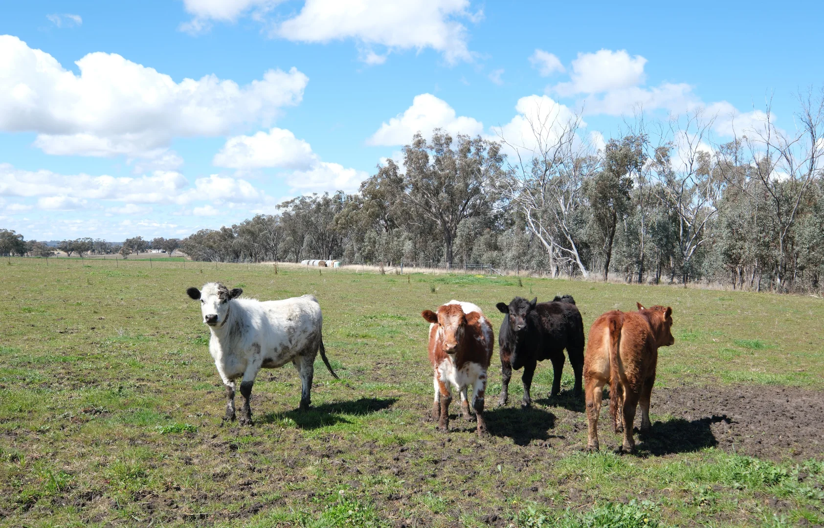Additional image 3 of 154 Delungra Bypass Road, Inverell NSW 2360
