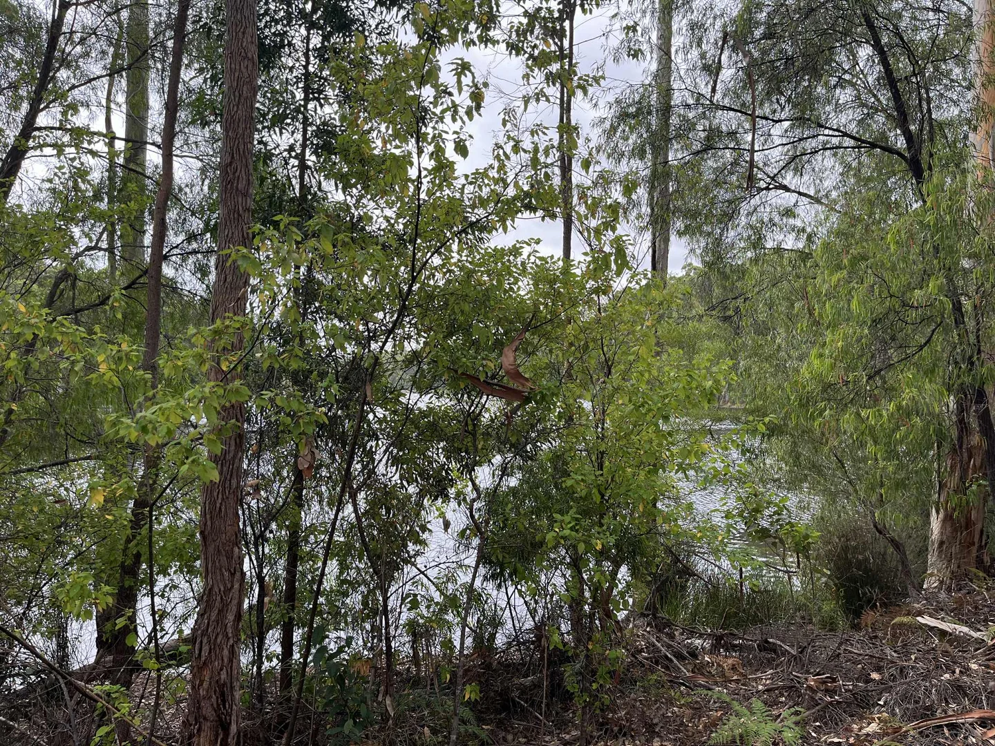 Additional image 3 of Lot 165 Karri Lane, Quinninup WA 6258