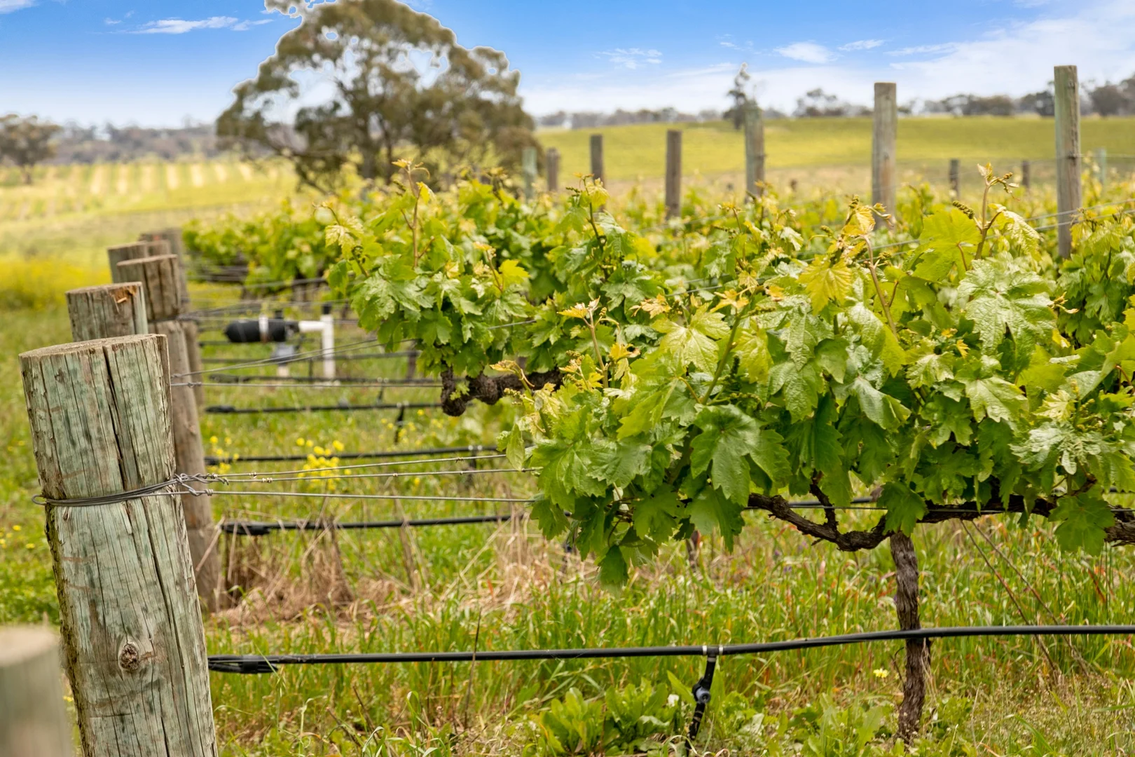 Additional image 4 of Lot 54 Tank Road, Auburn SA 5451