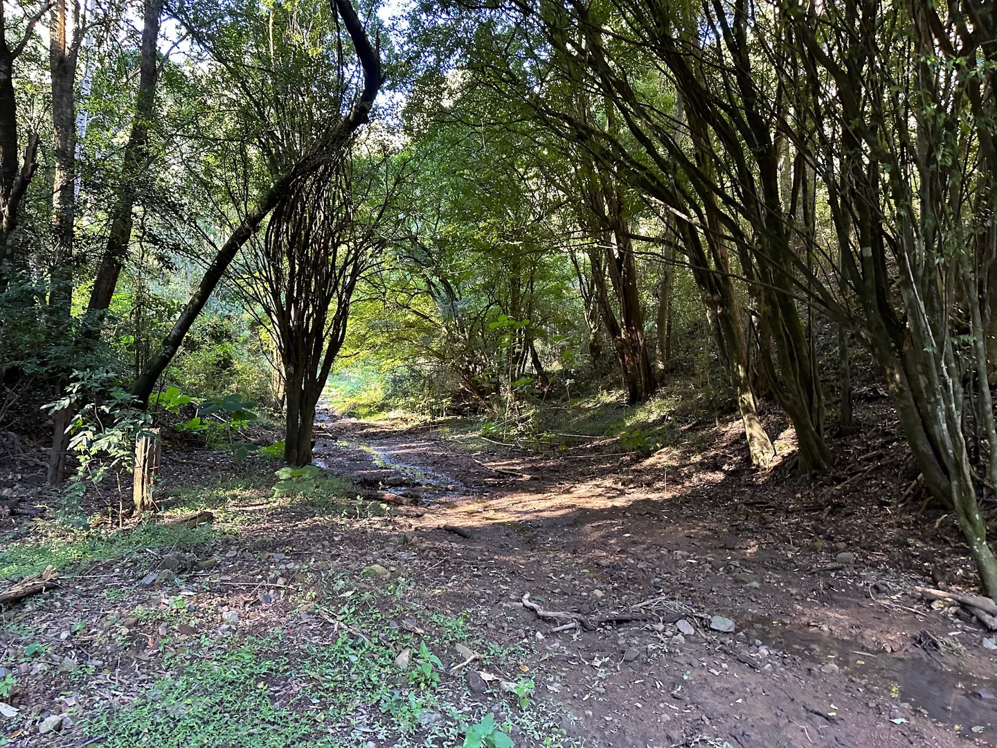 Additional image 6 of 129 Quartpot Creek Road, Dungog NSW 2420