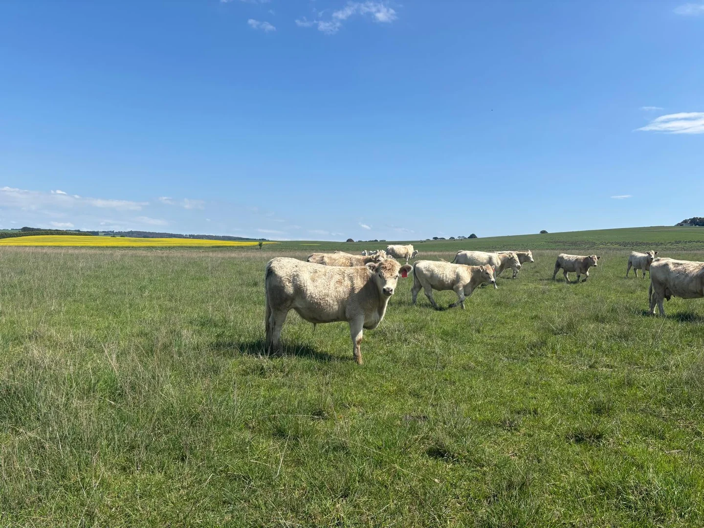 Additional image 3 of 1017 Old Lachlan Road, Barry NSW 2799